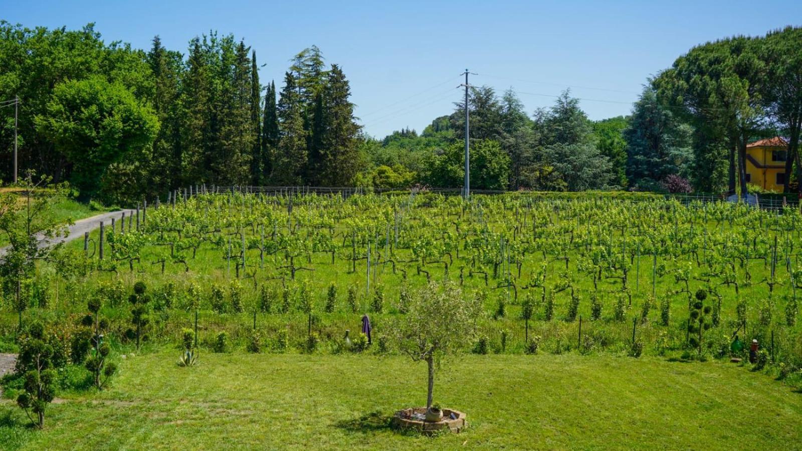 Wine House Capannori Exterior foto